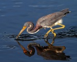 Tricolored Heron Fishing in Marsh Pond