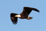 Bald Eagle Flight Across the Marsh