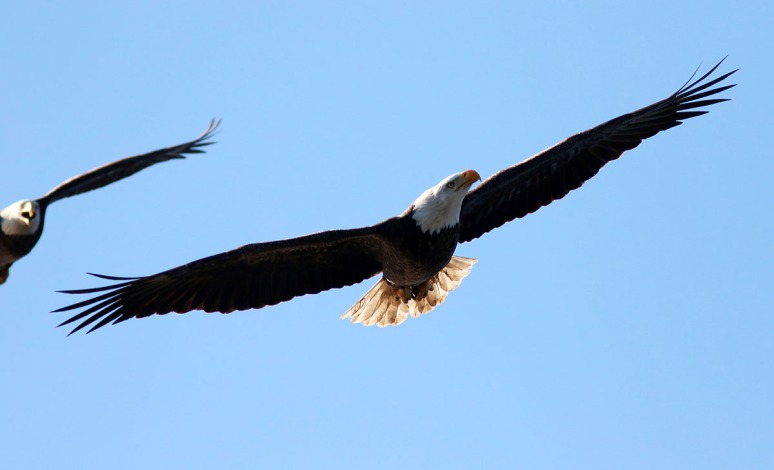 Eagle Gets Chased Away 