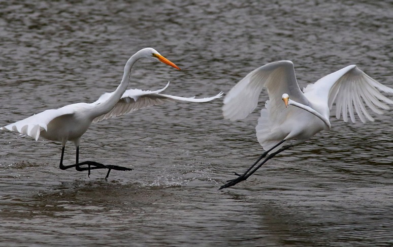 Egrets Fighting in the Salt Marsh