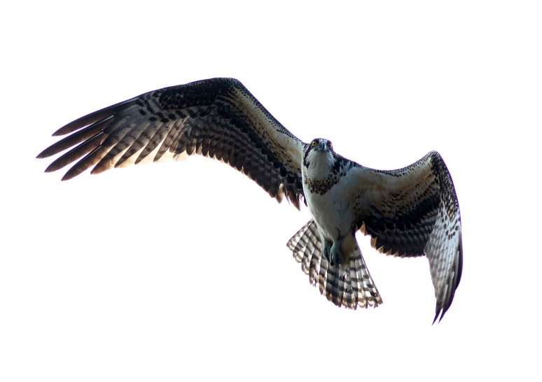Osprey Jumps Off From Pine Tree 