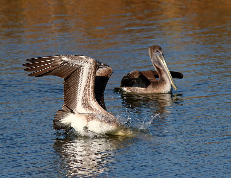Pelicans Splashing Around 