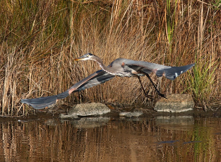 GBH Jumps Off From Marsh Pond 
