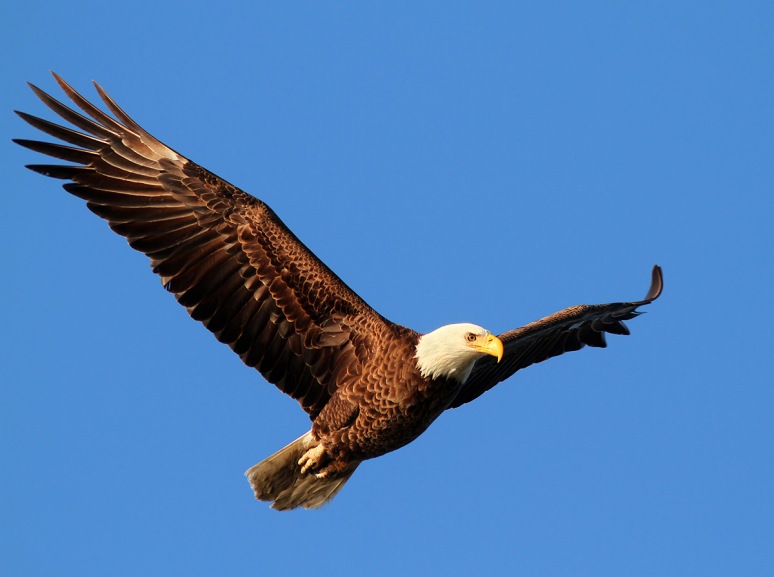 Bald Eagle Blue Sky Flight
