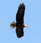 Bald Eagle Overhead Flight