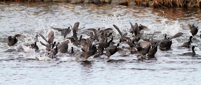 Mob of Coots 