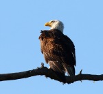Bald Eagle Sitting in a Pine Tree