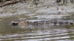 Alligator Fight and Fish in Salt Marsh