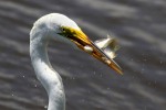 Egret With Two Fish