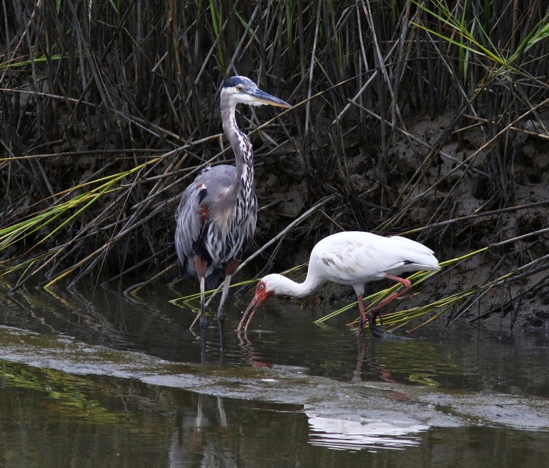GBH and Ibis 