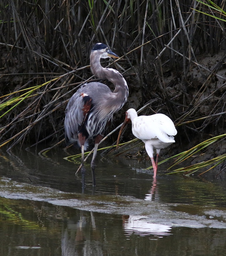 GBH and Ibis 