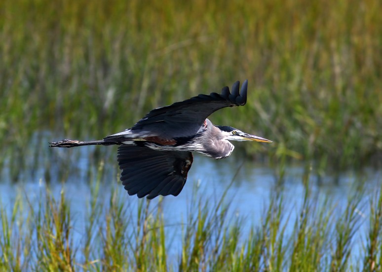 Blue Heron Flies Across the Salt Marsh 