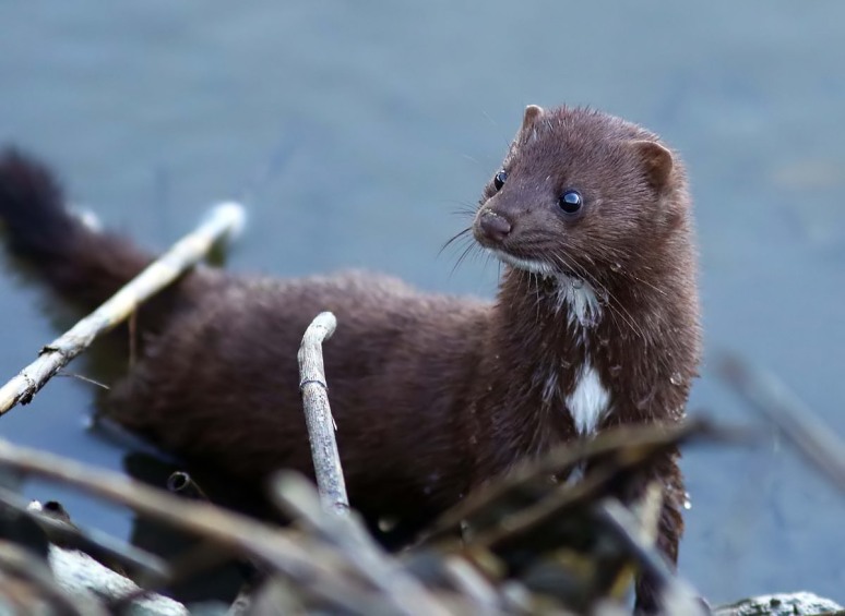 Surprise Late Day Mink 