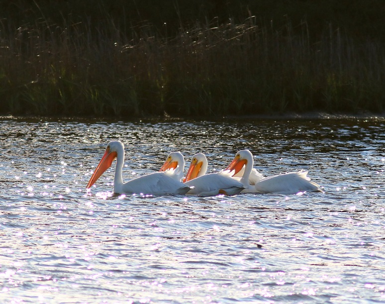 White Pelicans Cruising The Marsh Pond 