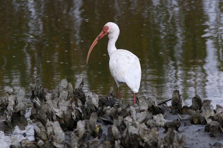 Ibis in the Oyster Beds 