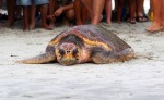 magnolia-sea-turtle-release-at-hbsp-