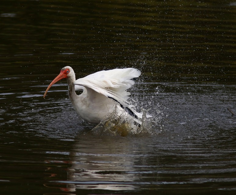 ibis-afternoon-bath-in-the-salt-marsh-