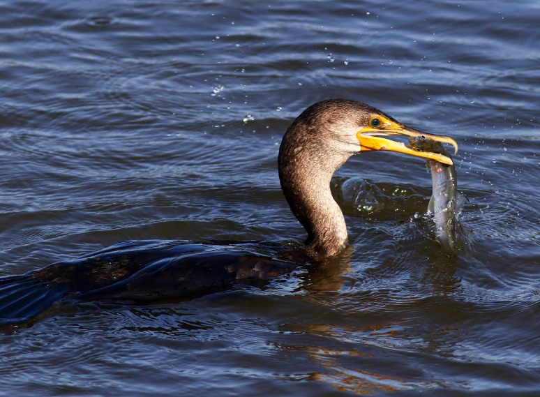 anhinga-and-cormorant-fishing-