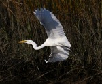 egret-fish-and-fly-