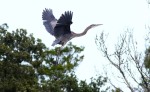 gbh-chases-osprey-from-tree-